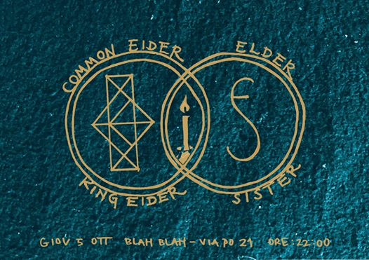 Common Eider, King Eider (USA) // Elder Sister