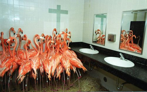 Flamingods + TBA · Argo16